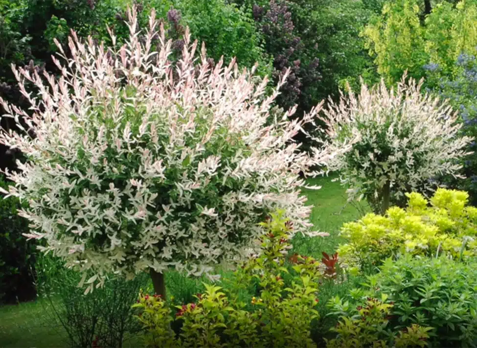 Sublimer votre jardin avec le saule crevette sur tige : astuces et