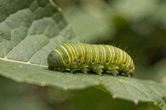 Chenille verte de papillon avec rayures jaunes et points noirs sur une feuille verte dans un jardin