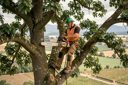 Un élagueur professionnel perché dans un grand chêne avec vue sur la campagne du Grand Est