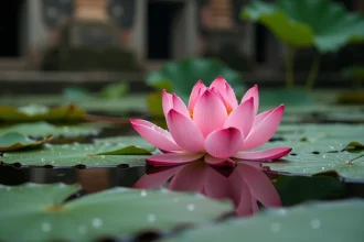 Fleur de lotus rose en pleine floraison flottant sur un étang calme dans un jardin de temple bouddhiste