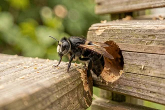 Insecte noir volant posé sur un trou rond dans une planche de bois extérieure, vue macro détaillée montrant les dégâts causés par un xylophage
