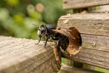 Insecte noir volant posé sur un trou rond dans une planche de bois extérieure, vue macro détaillée montrant les dégâts causés par un xylophage